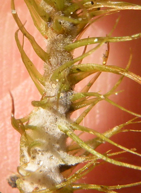 Muschio trentino: Dicranum majus?